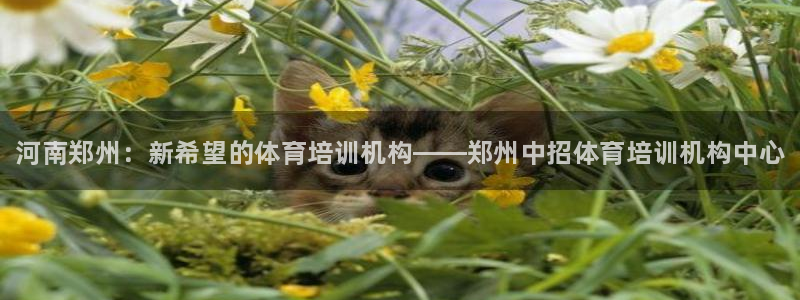 尊龙t500和t300区别：河南郑州：新希望的体育培训机构—